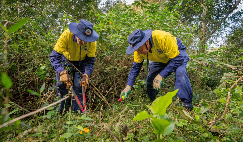 Two volunteers working with secateurs clearing weeds, Minnamurra Rainforest, Budderoo National Park. Credit: John Spencer/DCCEEW &copy; DCCEEW