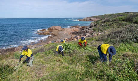 Volunteers doing bush regeneration by the coast in Tomaree National Park. Credit: John Spencer &copy; DCCEEW