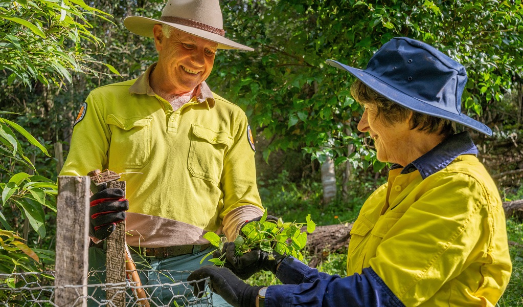 Two bush regeneration volunteers work together tree planting, Budderoo National Park. Credit: John Spencer/DCCEEW &copy; DCCEEW