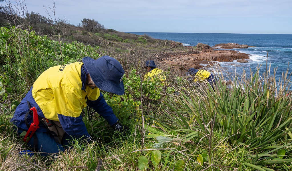A bush regeneration volunteer works to support the health of this coastal environment, Tomaree National Park. Credit: John Spencer/DCCEEW &copy; DCCEEW
