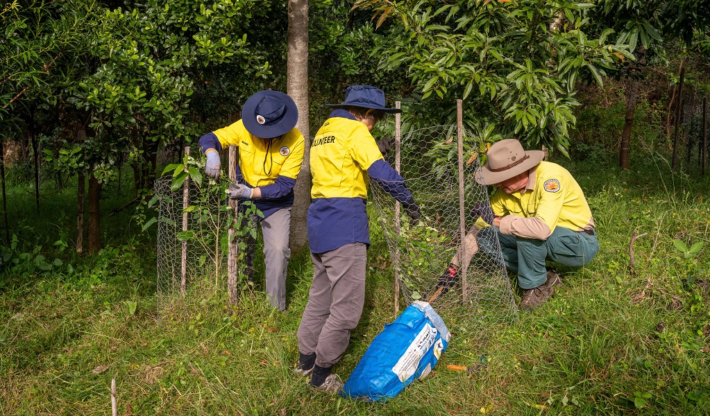 Three volunteers check on new tree plantings, trimming and weeding, Budderoo National Park. Credit: John Spencer/DCCEEW &copy; DCCEEW