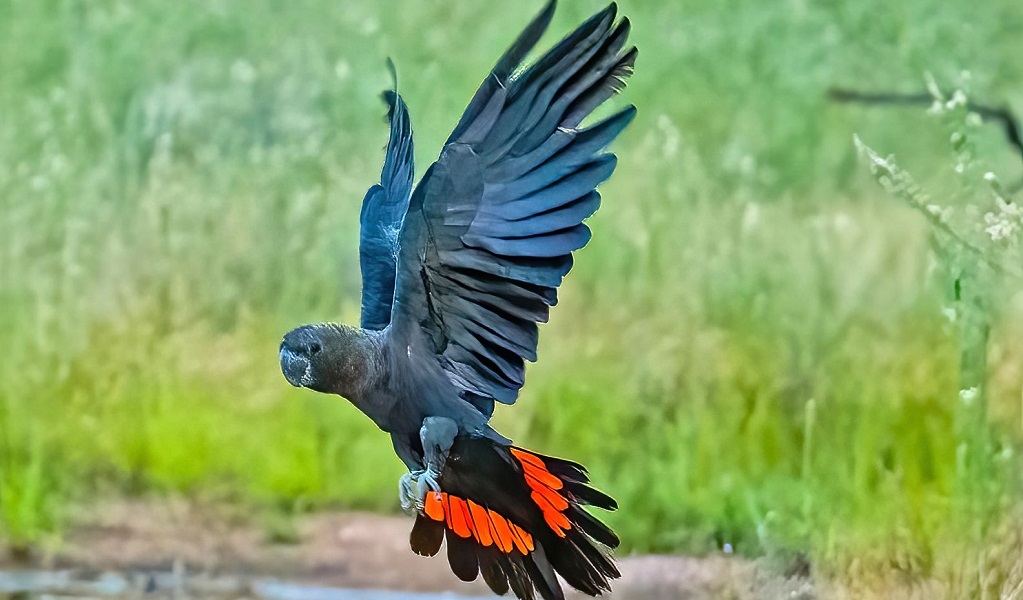 Glossy black cockatoo with black-feathered wings and black and orange tail feathers extended in flight. Credit: Jake Hansen/DCCEEW &copy; DCCEEW