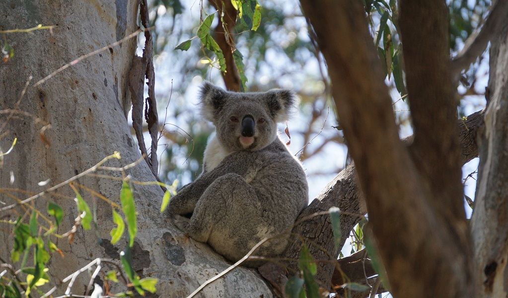 Koala resting in a gum tree, photographed during the Narrandera koala count. Credit: Jacob McCarten &copy; DPE