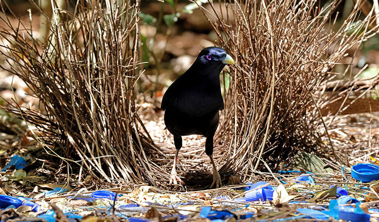 A male satin bowerbird with black plumage and blue eyes stands in a bower made of brown twigs. Photo: Ken Griffiths &copy; iStock